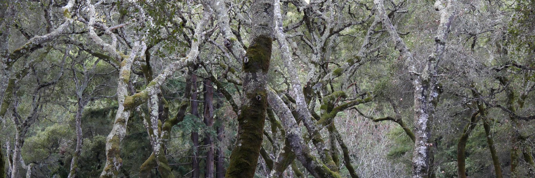 CG Wedding TreeTops